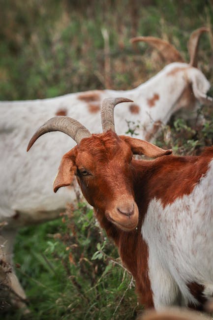 Image about Effective Ways to Keep Goats Away from Your Property