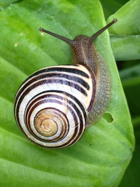 Image about Understanding the Lifespan of Garden Snails: Factors and Tips