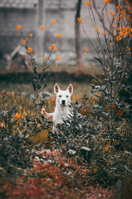 Image about Understanding the Dangers of Phlox Toxicity to Dogs