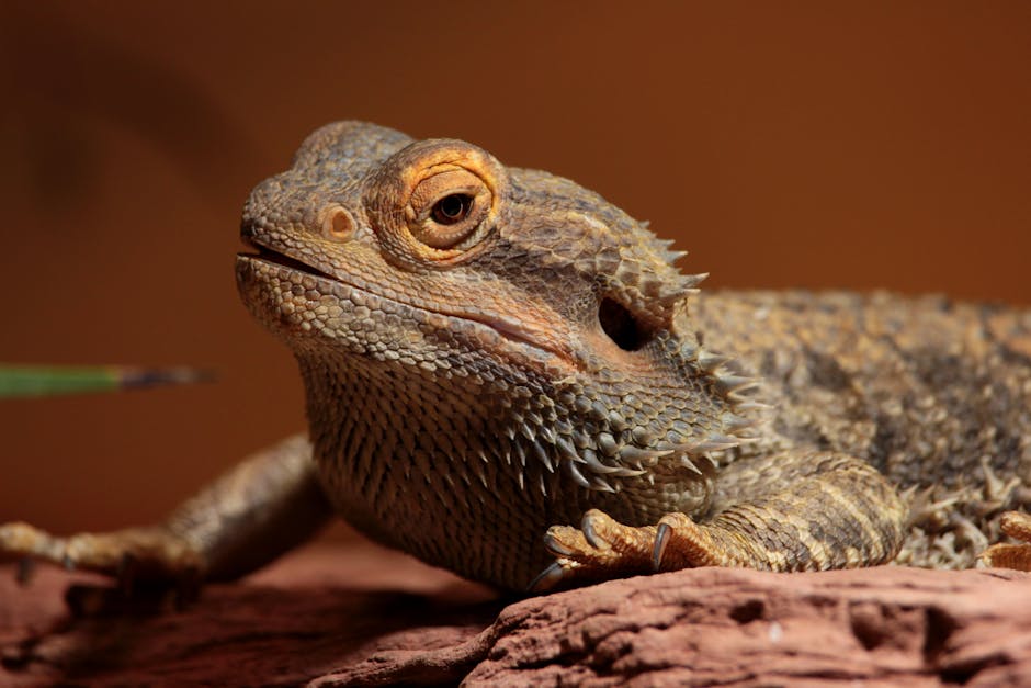 Image about Unlocking the Mysteries of Lizard Life Spans: Factors and Longevity