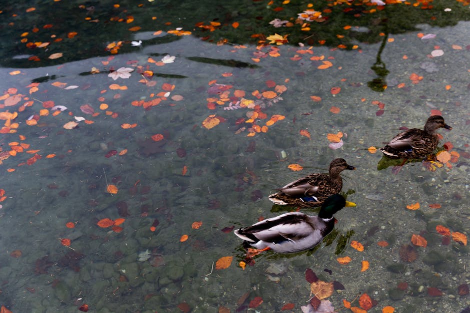 Image about Managing Ducks in Your Garden: The Impact, Prevention, and Control of Duck Damage