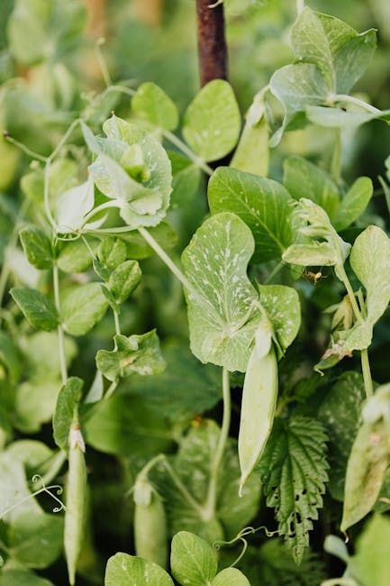 Image about A Beginner's Guide to Cooking Fresh Garden Peas