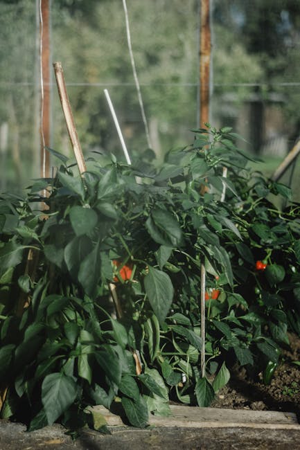 Image about Growing Pepper Plants in a 4x8 Raised Bed: Tips for Maximizing Yield