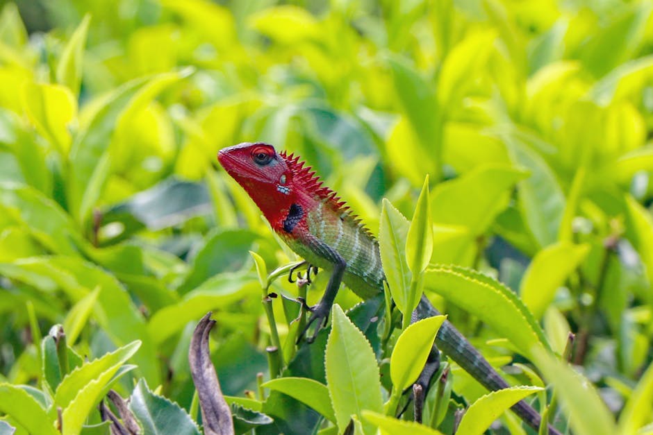 Image about Uncovering the Longevity of Little Lizards: Factors Affecting Their Lifespan