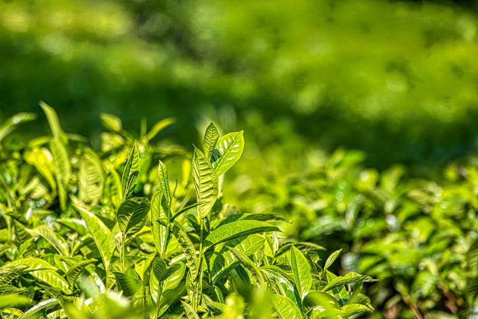 Image about The Ultimate Guide to Making Garden Tea: Benefits, Ingredients, and Tips