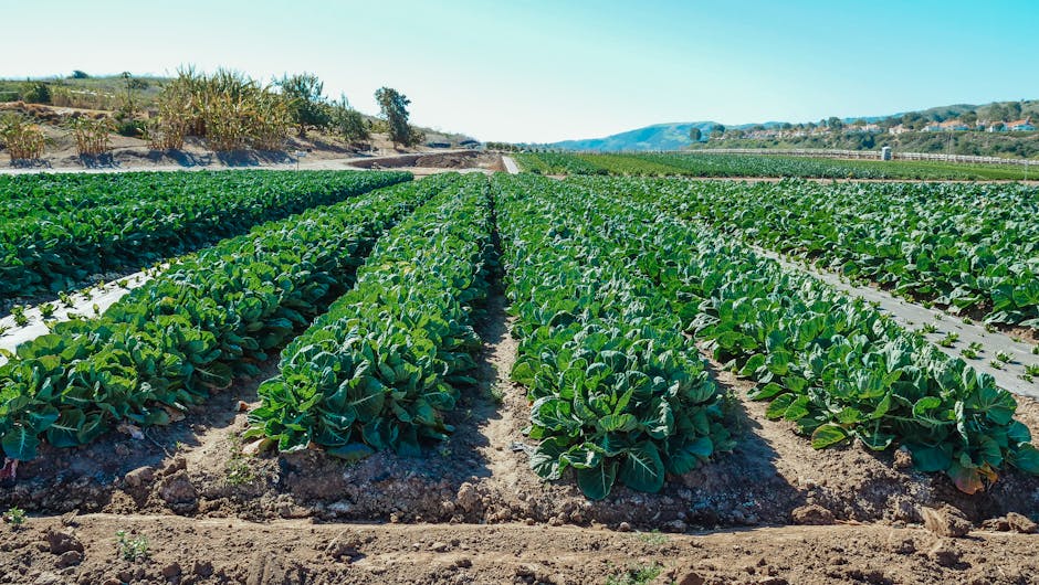 Image about Maximizing Your Garden Potential: Creating Perfect Rows for Optimal Growth