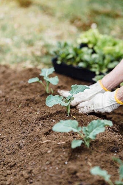 Image about A Comprehensive Guide on How to Prepare a Garden Bed for Vegetables