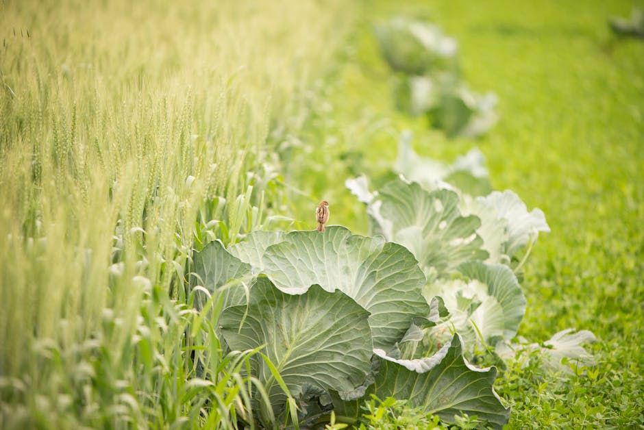 Image about How to Plan, Plant and Maintain a Vegetable Garden Landscape