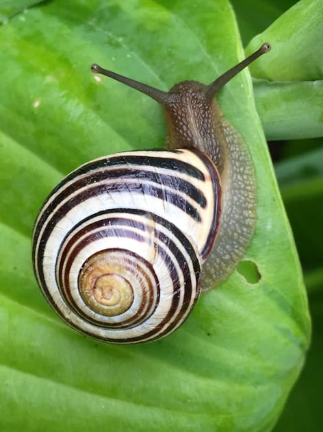Understanding the Lifespan of Garden Snails: Factors and Tips