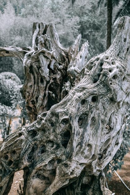 Mastering Scale in Garden Design: A Comprehensive Guide