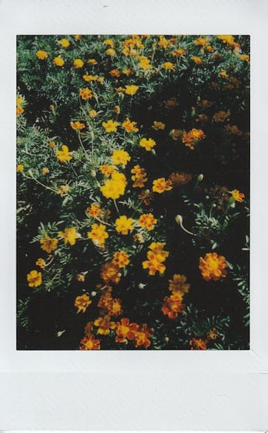 The Ultimate Guide to Marigolds in Vegetable Gardens: Benefits and Tips