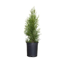 2.5 Qt - Emerald Green Arborvitae (Thuja Occidentalis), Large Evergreen Shrub/Tree image