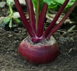 1200 Detroit Dark Red Beet Seeds for Planting 1 Ounce of Seeds Organic Non GMO and Heirloom Survival Vegetable Garden Bulk Seeds image