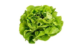 500 Buttercrunch Lettuce Seeds for Planting - Heirloom Non-GMO Vegetable Seeds for Planting - Hydroponics - Microgreens - AKA Butterhead Lettuce, Boston Lettuce, Bibb Lettuce Lactuca Sativa image