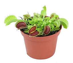 3 Inch Live Venus Fly Trap Live Plant, Dionaea Muscipula Venus Fly Trap Plant, Sundew Carnivorous Plants Live Houseplants, Venus Fly Trap Terrarium Plants, Live Plants Indoor Plants by Plants for Pets image