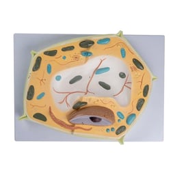 3D Plant Cell Model Human Body Model for Cell Learning Anatomy Model Plant Cells Model Anatomical Teaching Model Biology Enthusiasts Experiment Model image