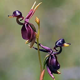 QAUZUY GARDEN 105 Flying Duck Orchid Flower Seeds (Caleana Major) Rare Exotic Remarkable - Beautiful Orchid Flower Seeds for Planting - Great Gardening Gift image