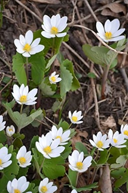 Bloodroot Seeds for Planting (30 Seeds) - Sanguinaria Canadensis - Medicinal Plant image