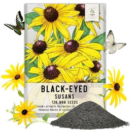 Seed Needs, Black-Eyed Susan Seeds - 120,000 Heirloom Seeds for Planting Rudbeckia hirta - Yellow Perennial Flowers to Attract Butterflies & Bees to The Garden (Large Bulk Pack) image