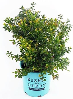 Bushel and Berry™ - Vaccinium cor. Blueberry Glaze (Blueberry) Edible-Shrub, , #2 - Size Container image