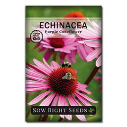 Sow Right Seeds - Purple Coneflower/Echinacea Flower Seeds for Planting - Non-GMO Heirloom - Plant for an Herbal Tea Garden - Attract Pollinators - Great Cut and Come Back Flower (1) image