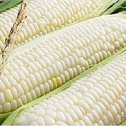 Ohio Heirloom Silver Queen Sweet Corn Seeds - Planting Excellence with 50+ Premium Seeds for Your Garden, Non-GMO, Non-Hybrid, and USDA Certified - Start Growing Today! image