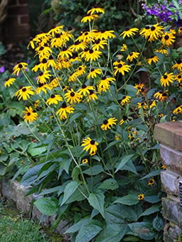 Perennial Farm Marketplace (Black Eyed Susan) Perennial, 1 Quart Rudbeckia f. 'Goldsturm', Golden Yellow Flowers image