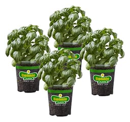 Bonnie Plants Sweet Basil Live Herb Plants - 4 Pack, Warm Season Annual, Italian & Asian Dishes image