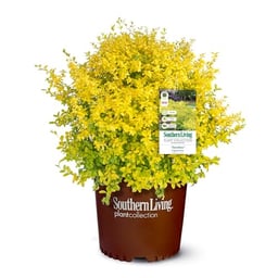 Southern Living Sunshine Ligustrum 2 Gallon image