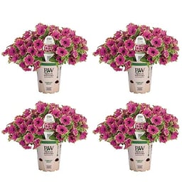 4.25 in. Eco+Grande, Supertunia® Picasso in Purple® (Petunia) Live Plant, Purple Flowers image