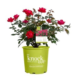 Knockout ' Double Rose, 1 Gallon, Cherry Red image