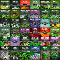 Ultimate Medicinal Herbs Collection - 36 Variety Pack of Herb Seeds for Growing Essential Healing Plants - Mixed Assortment for Homesteaders - Non-GMO Heirloom Varieties - Survival Garden Seeds image