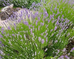 Set of 3 Potted French Lavender Provence Herb Plants - Great Container Plant or for The Garden - Grown Naturally, Fragrant Purple Flowers image