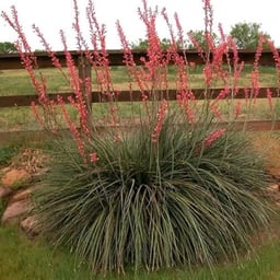 Outsidepride 50 Seeds Perennial Red Yucca Drought Tolerant Plant Seeds image