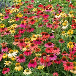 2000+ Cheyenne Spirit Coneflower Mixture Seeds for Planting - Rare Plant Flower Seed Coneflower Seeds image