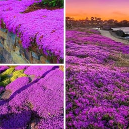 16000+ Purple Creeping Thyme Herb Thymus Serpyllum Groundcover Heirloom Flower Seeds - Perennial Flowers Thyme Non-GMO Thymus Serpyllum Seed image