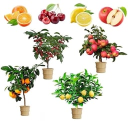 Mix Dwarf Bonsai Fruit Tree Seeds for Planting, 50+ Lemon Tree Seeds 50+ Cherry Tree Seeds 50+ Orange Tree Seeds 50+ Apple Seeds, 4 Variety Individual Packs, Organic Heirloom Fruit Seeds image