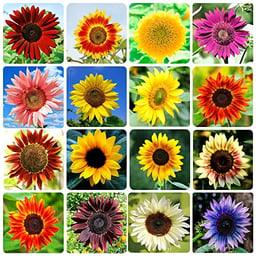 1000+ Sunflower Seeds for Planting Heirloom Non-GMO, Bulk Package of 15 Varieties Mix Seeds, Individually Packaged, Attracts Pollinators (Helianthus annuus) image