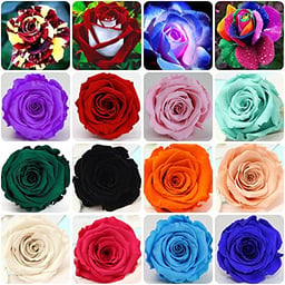 200+ Mixed Color Rose Seeds for Garden Planting 16 Varieties of Bush Perennial Shrub Heirloom 90% Germination Rate Open Pollinated Wonderful Gardening Gifts image