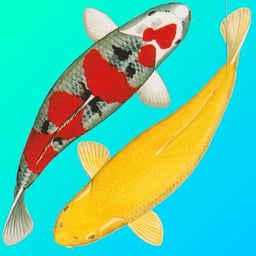 Koi Identifier image