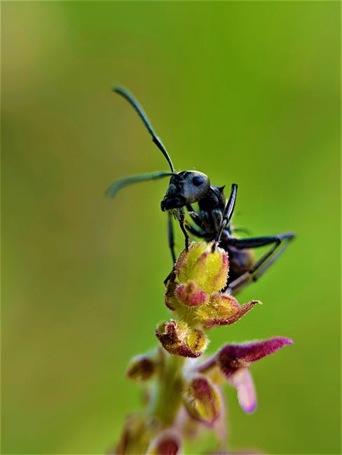 Image for Effective Ways to Remove Ants from Your Garden Bed