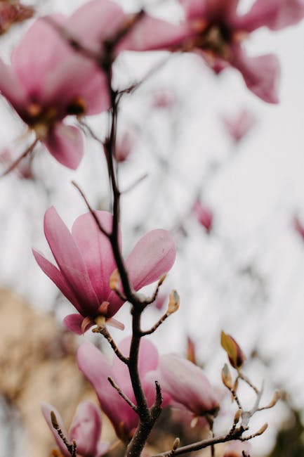 Image for Optimal Timing for Planting a Spring Garden in Texas: A Comprehensive Guide