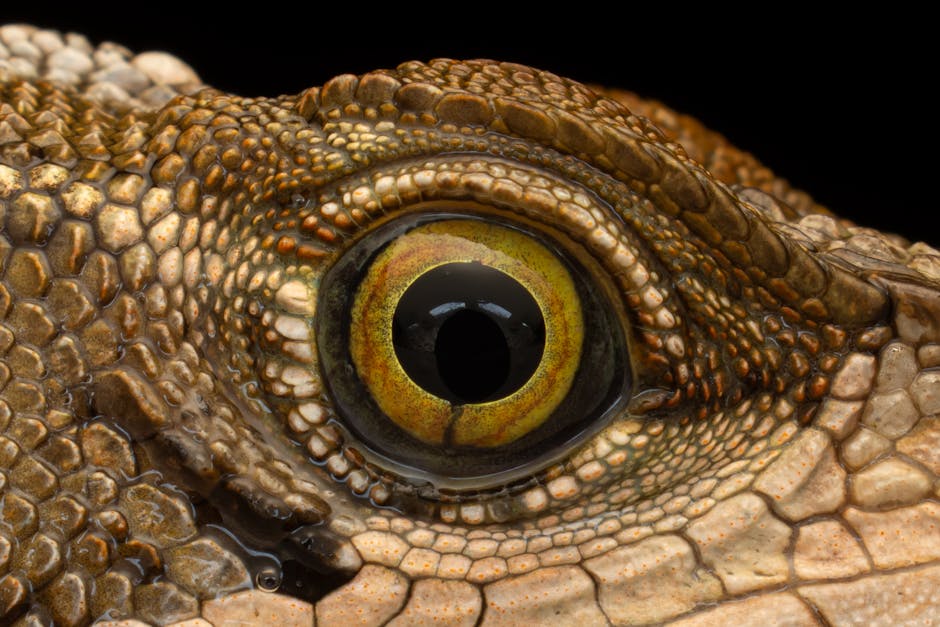 Image for Exploring the Lifespan of Lizards: Factors Affecting Their Longevity