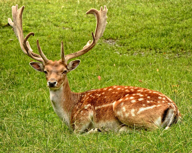 Image for Do Deer Eat Onions in the Garden? Tips for Protecting Your Garden from Deer