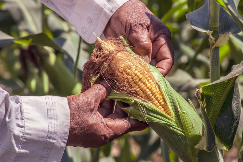 Image for The Importance of Detasseling Sweet Corn in Hybrid Seed Production