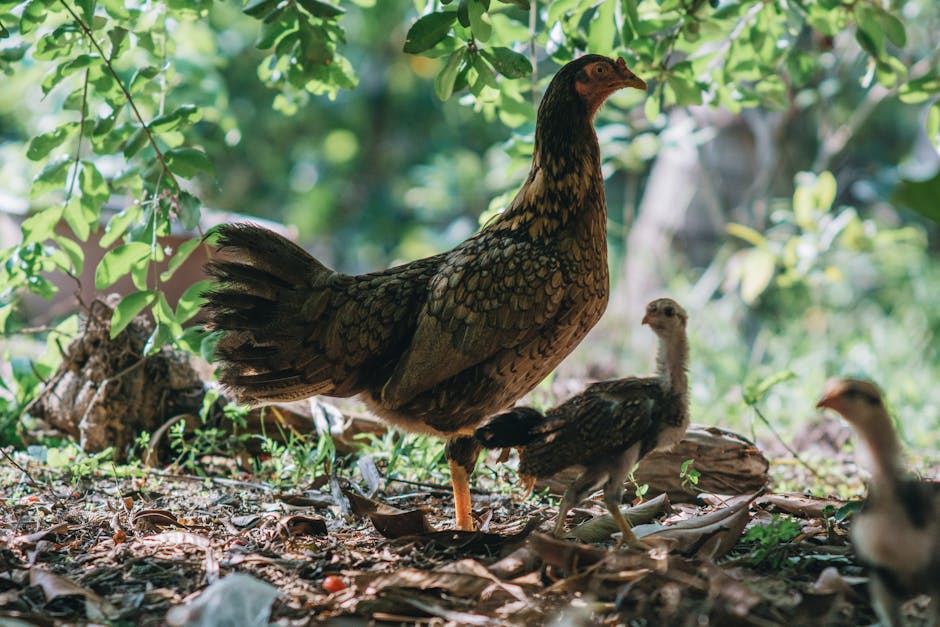 Image for What Chickens Can Eat from the Garden: A Guide to Feeding Your Flock