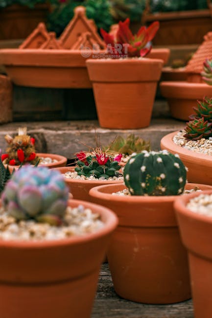 Image for How to Dry Out Soil in Your Garden: Essential Methods and Tips