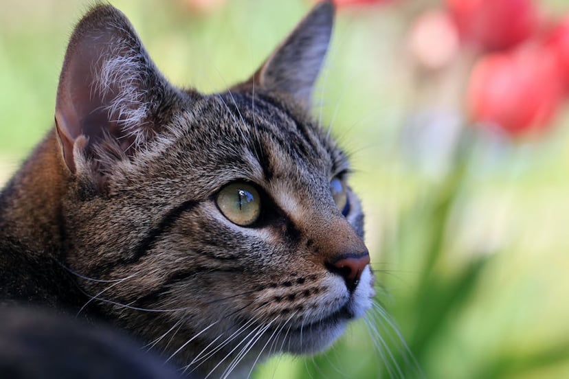 Why Do Cats Like Bleach? Exploring the Curious Behavior