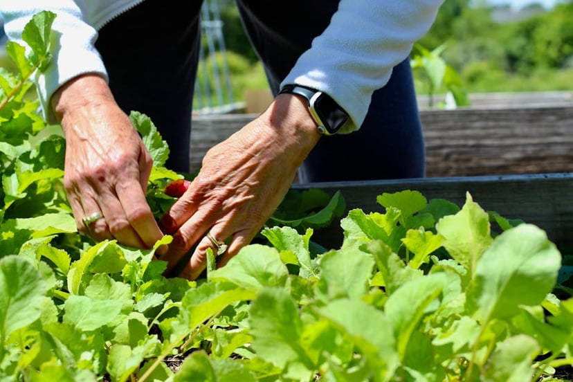 Can You Freeze Radishes? A Comprehensive Guide to Freezing Radishes