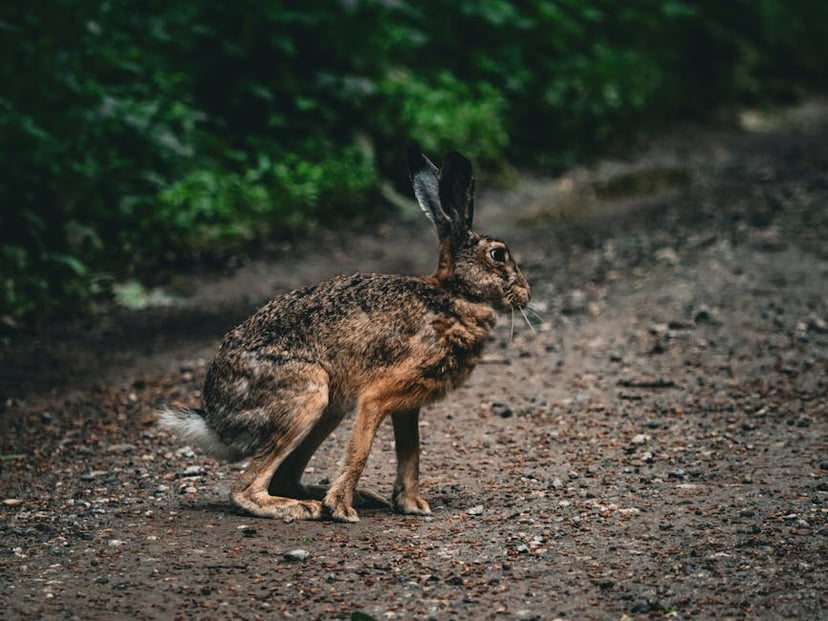 Maximizing Plant Growth: How to Calculate Rabbit Manure Application Rates